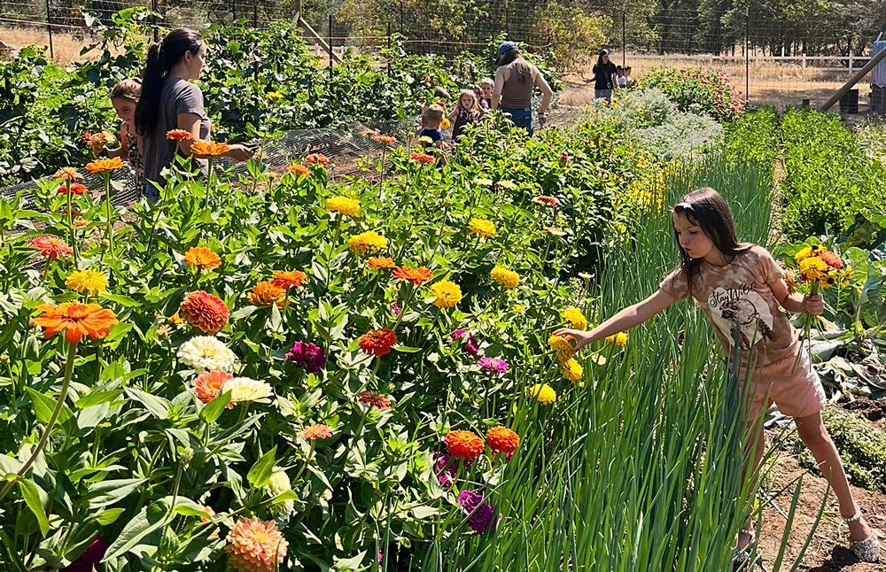 Zinnias in the garden at YES Charter Academy